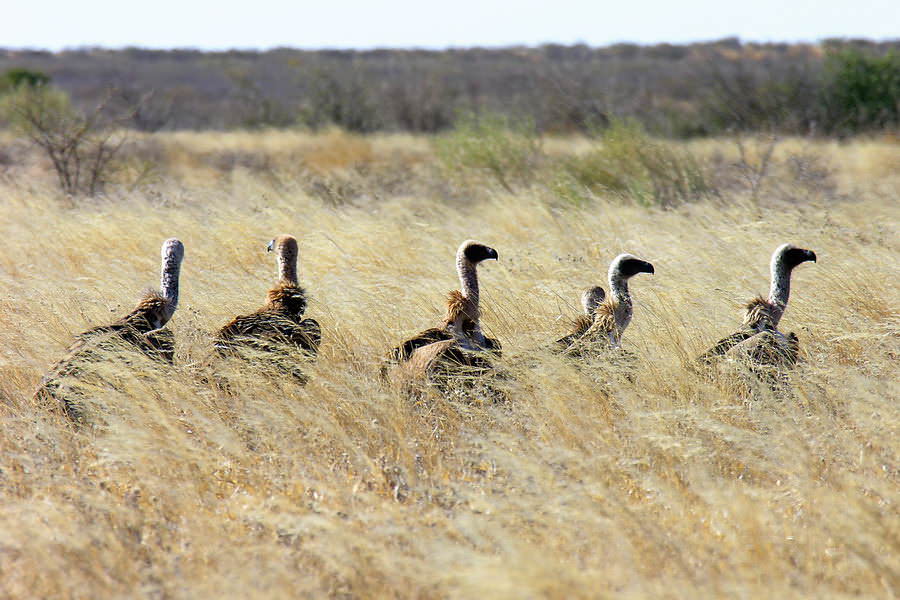 botswana-019