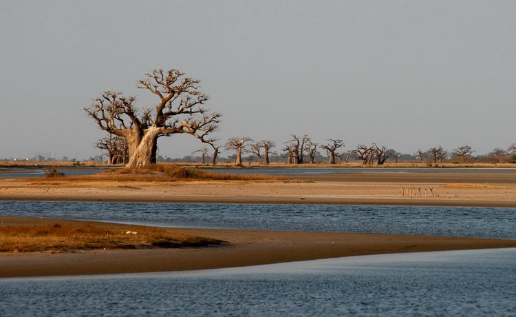 le-lamantin-saly-senegal-13