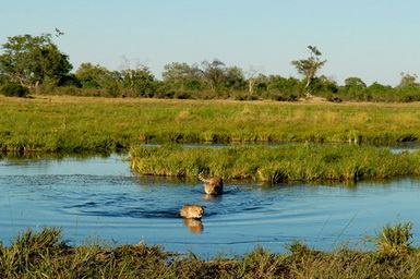 rivière de lokavango botswana