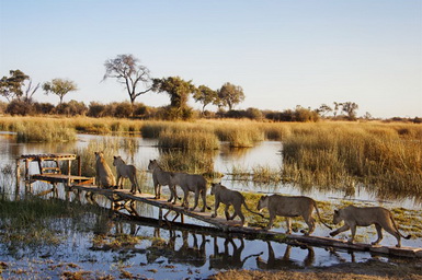 rivière de lokavango botswana