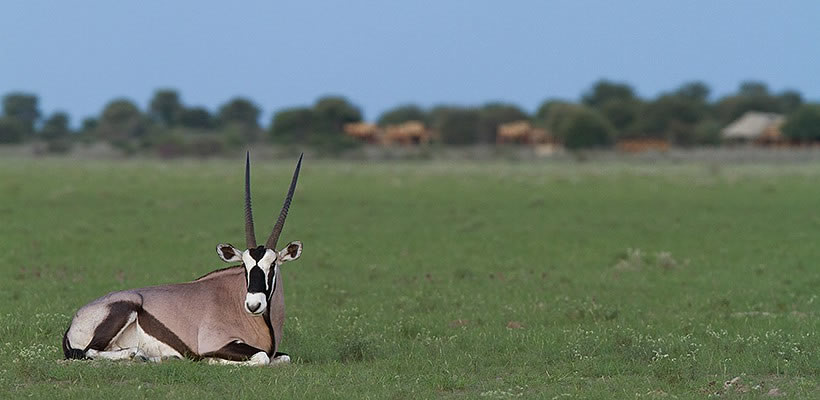 kalahari-plains-camp-06