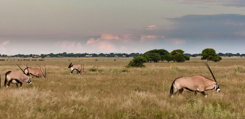 kalahari-plains-camp-13