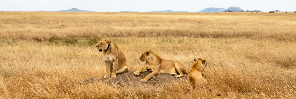 serengeti tanzanie