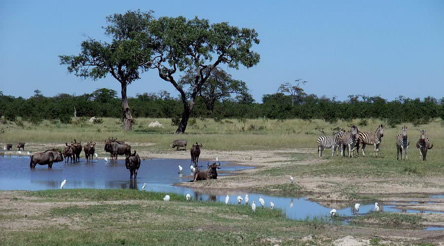 Parc National De Chobe Botswana Afrique Tourisme