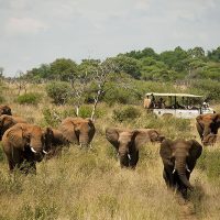 Safari, éléphants
