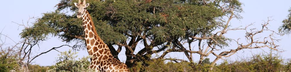 Parc National Hwange, Zimbabwe