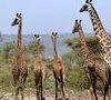 icone-girafe