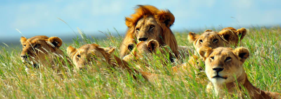 Safari en Tanzanie