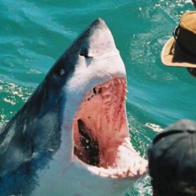 Requin blanc en Afrique du Sud