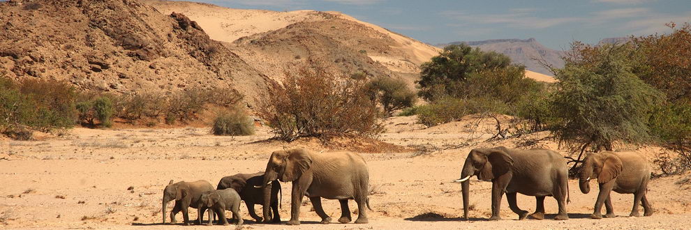 Safari en Namibie - Moringa