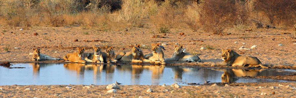 Safari Namibie, Botswana et Zimbabwe