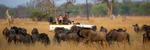 Linkwasha Camp, Hwange, Zimbabwe