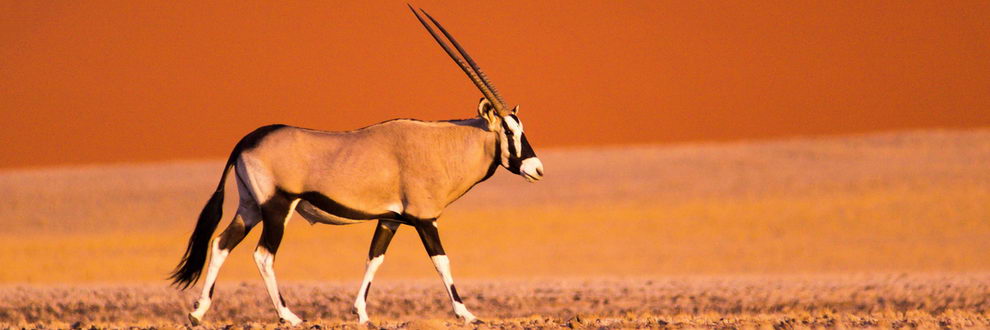 Circuit en Namibie "Oryx"