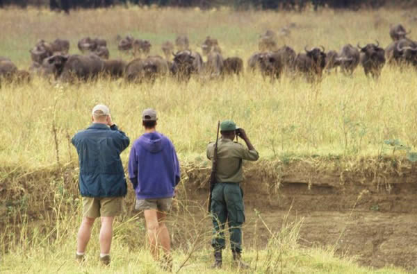 Safari à pied à Island Bush Camp, Zambie