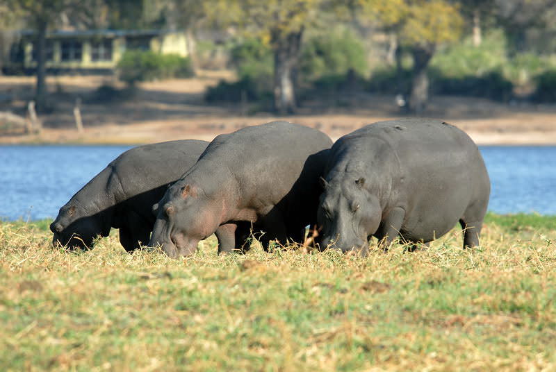 safari-namibie-moringa__01