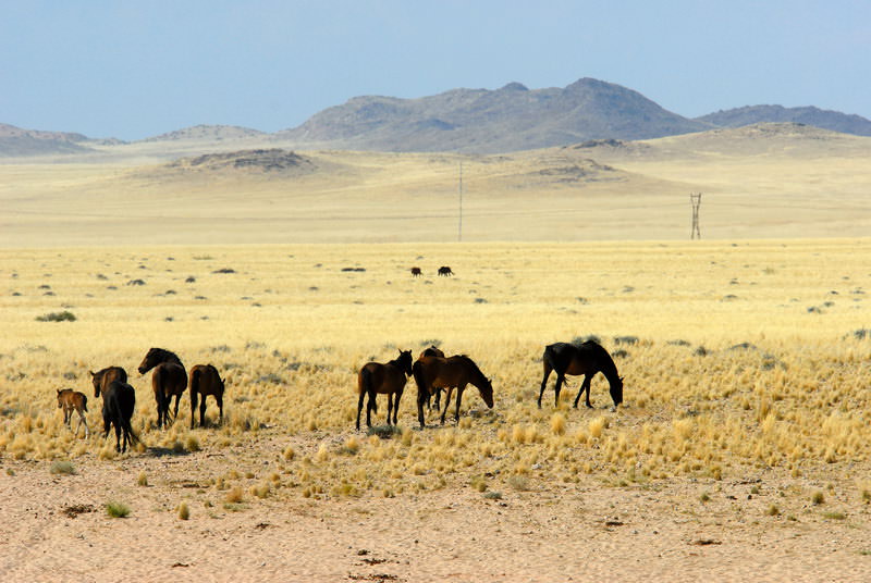 safari-namibie-moringa__02