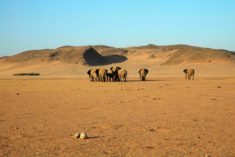 safari-namibie-moringa__05