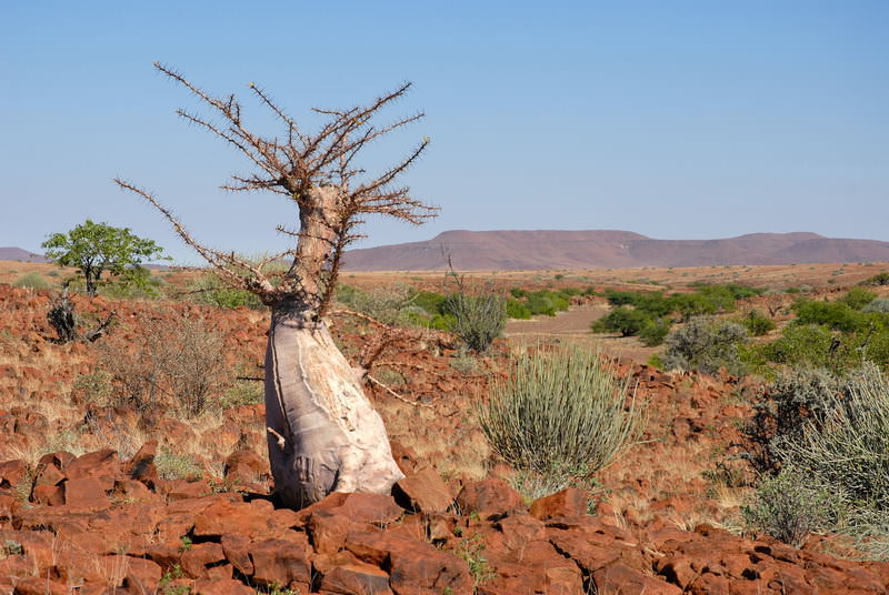 safari-namibie-moringa__06