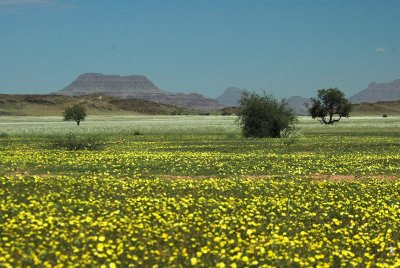 safari-namibie-moringa__07