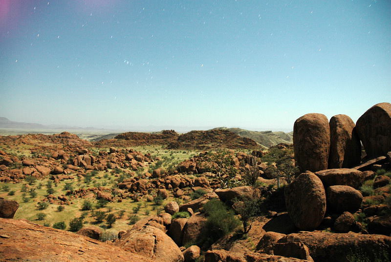 safari-namibie-moringa__08