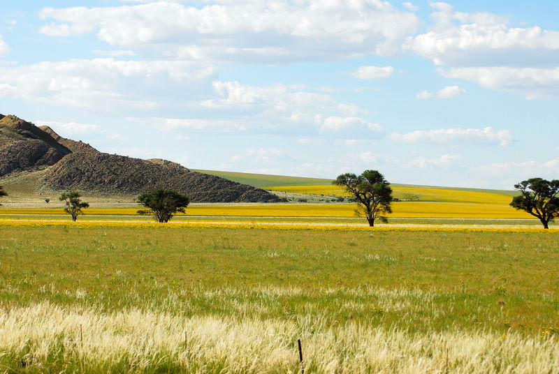 safari-namibie-moringa__10