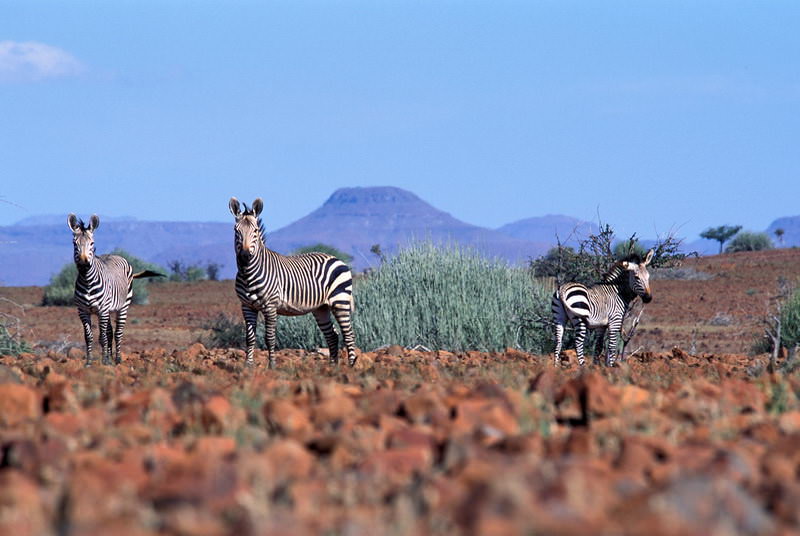 safari-namibie-moringa__11