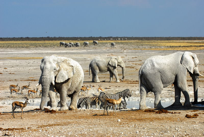 safari-namibie-moringa__13