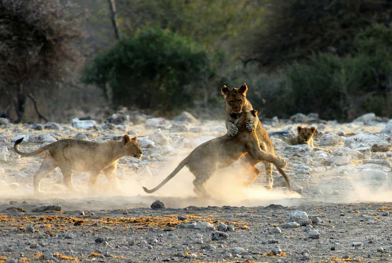 safari-namibie-moringa__14