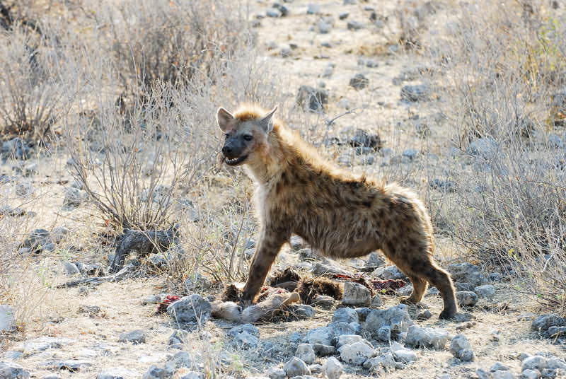 safari-namibie-moringa__15