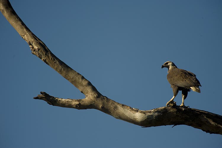 ankarafantsika-19