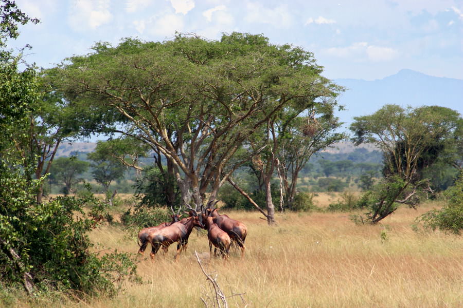 safari-ouganda-005