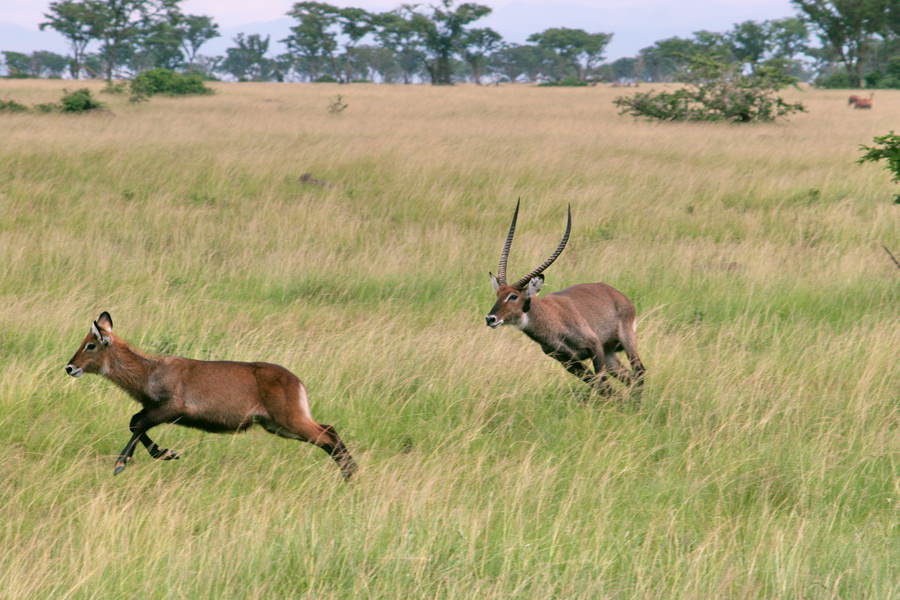 safari-ouganda-007