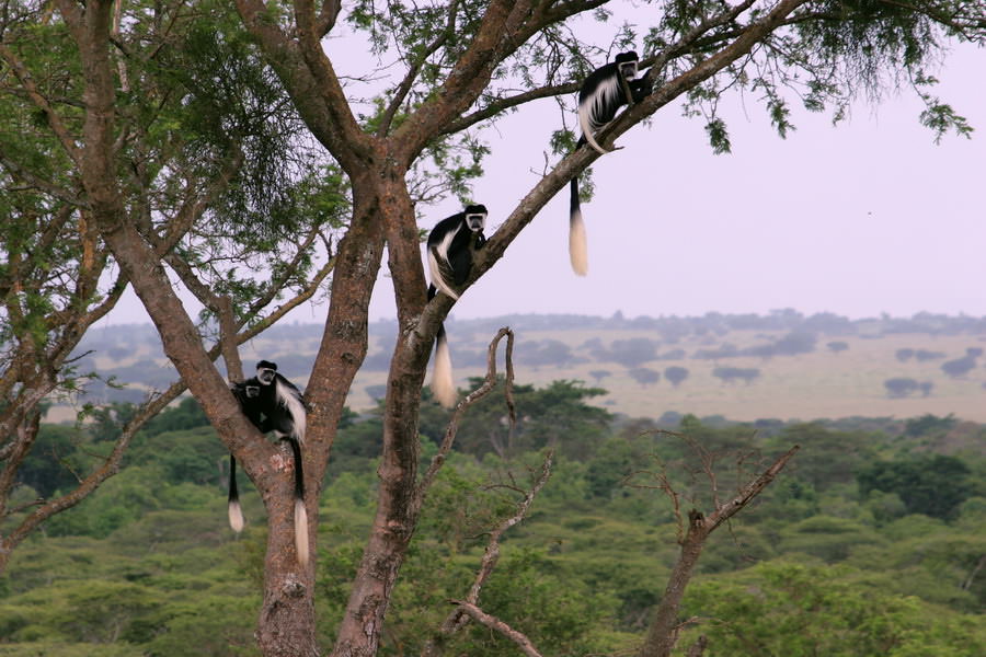 safari-ouganda-008