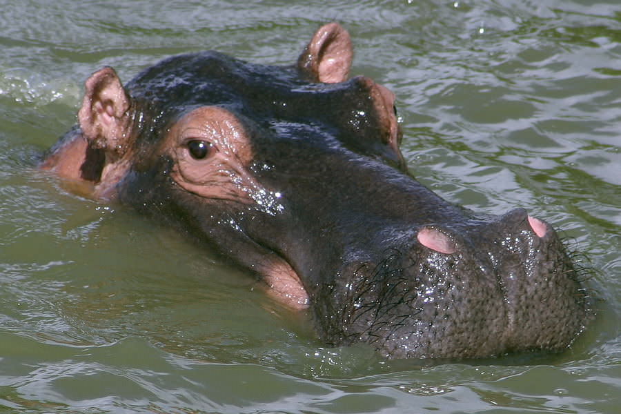 safari-ouganda-009