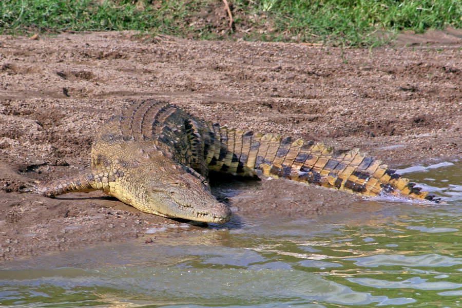 safari-ouganda-011