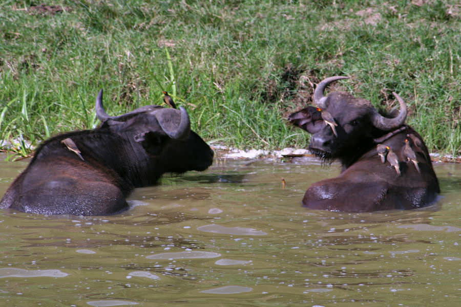 safari-ouganda-012