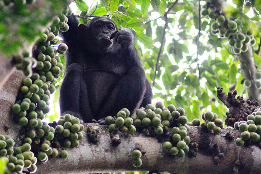 Ouganda    // Uganda