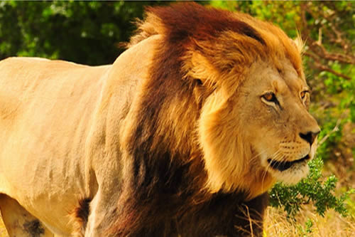 Safari dans le Nord-Ouest de l'Afrique du Sud