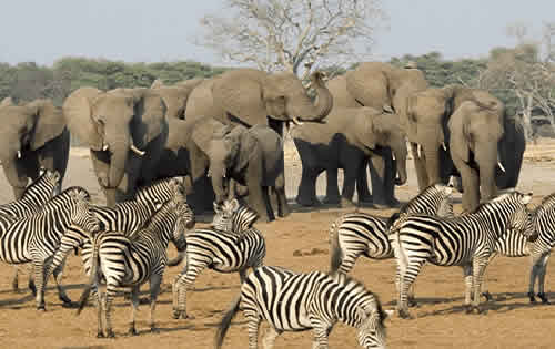 Parc National Kruger