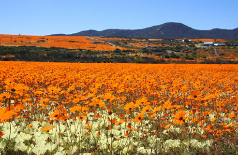 Cap-Nord, Afrique du Sud