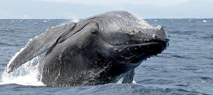 Baleine à bosse