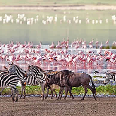 Safari en Tanzanie - Hakuna Matata - 10 jours