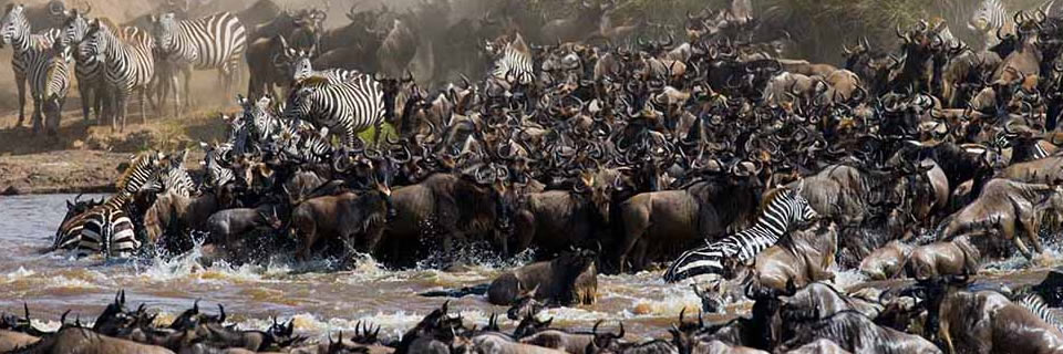 Safari Kenya :Migration des gnous dans le Masai Mara