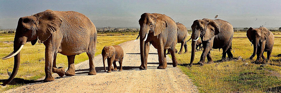 Safari Kenya : Troupeau d'éléphants dans le Parc national d'Amboseli