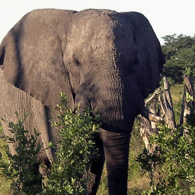 Safari en Zambie : Parc National de Kafue