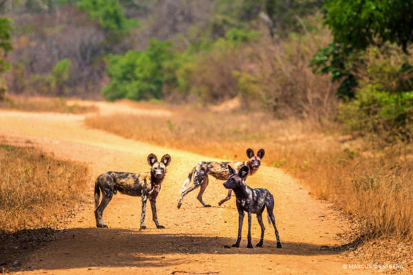 Safari en Zambie : Parc National de Kafue