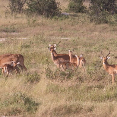 Safari en Zambie et Malawi : Parc national South Luangwa - Lac Malawi